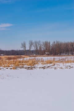 Starck Winter Wetland