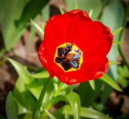 Beautiful tulip on the garden