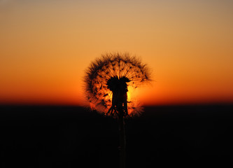 Dandelion in the sunset rays