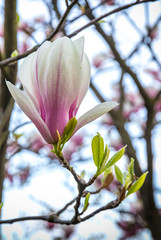 Pink magnolia flower in the garden. Natural soft floral background