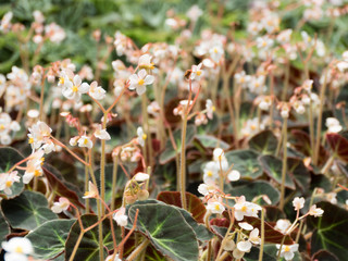Begonia in the garden