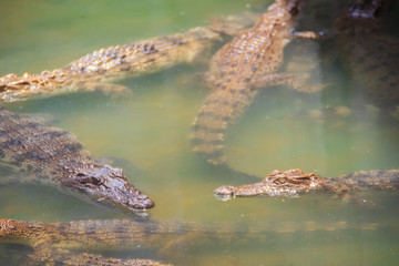 Young crocodiles are floating in the water at crocodile farm or alligator farm, an establishment for breeding to produce crocodile and alligator meat, leather, and other goods.