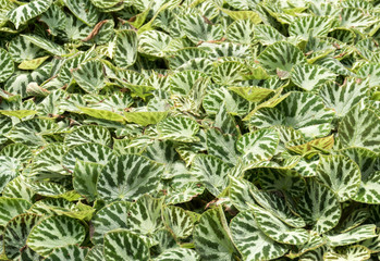 Begonia in the garden