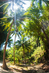 Abstract fisheye view of trees in a tropical forest