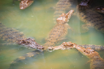 Obraz premium Young crocodiles are floating in the water at crocodile farm or alligator farm, an establishment for breeding to produce crocodile and alligator meat, leather, and other goods.