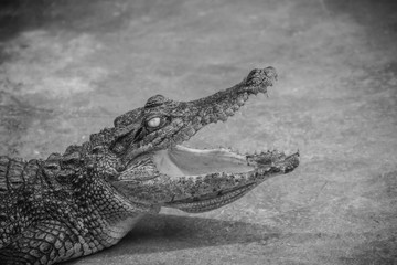 An angry crocodile is open jaws and ready to strike. A young crocodile is open mouth while resting at the farm. Commercial crocodile farming business is very profitable, but requires for 3 to 4 years.