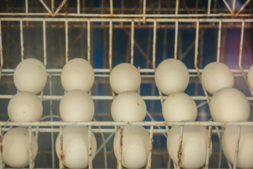 White crocodile eggs were putting in the incubator shelve in crocodile farm.