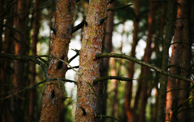 Pine trees in autumn