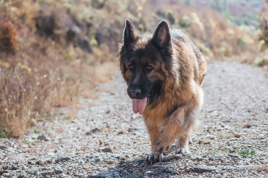 Beautiful long-haired German Shepherd dog walking on dirt road in the autumn forest, female