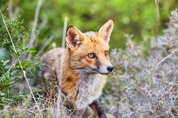 Naklejka na ściany i meble Close portrait of a red fox in nature