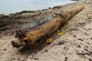 	Storm has thrown out an ancient mast on the sandy seashore.	Mast from the ancient sunk ship.