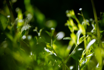 Blurry background by green nature field on black background. Summer or springtime ecology concept