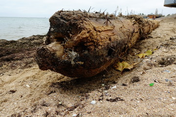 	Storm has thrown out an ancient mast on the sandy seashore.	Mast from the ancient sunk ship.