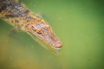 Crocodiles have acute senses that them eyes, ears and nostrils are located on top of the head, allowing the crocodile to lie low in the water, almost totally submerged and hidden from prey.