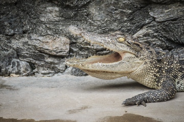 An angry crocodile is open jaws and ready to strike. A young crocodile is open mouth while resting at the farm. Commercial crocodile farming business is very profitable, but requires for 3 to 4 years.