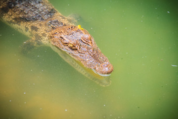Crocodiles have acute senses that them eyes, ears and nostrils are located on top of the head,...