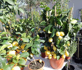 pots with lemons tree for sale at market