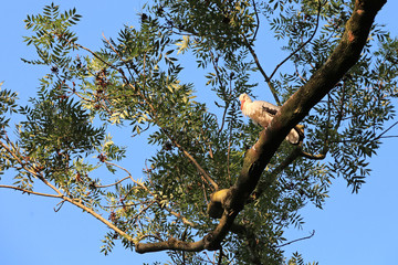 white stork perched on a big tree branch