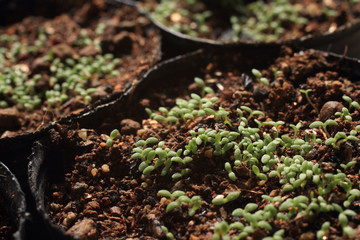 カモミールの発芽