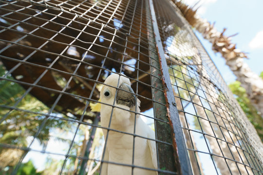 Portrait of the Cacatua galerita Parrot