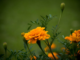 Yellow Marigold in the garden