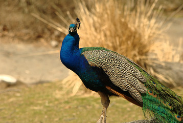 Obraz premium Bright Colorful Peacock looking for food