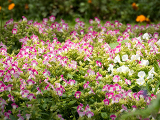Pink Flowers in the Garden
