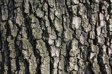 corteccia dell'albero - natura