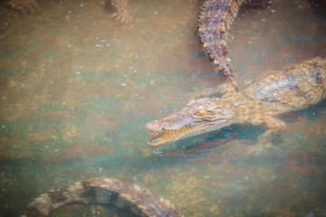 Young crocodiles are floating in the water at crocodile farm or alligator farm, an establishment for breeding to produce crocodile and alligator meat, leather, and other goods.