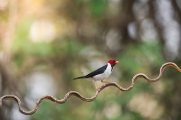 Yellow billed Cardinal,perched on a liana,Pantanal forest, Brazil