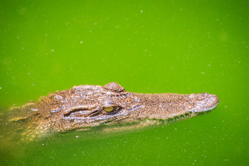 Crocodiles have acute senses that them eyes, ears and nostrils are located on top of the head, allowing the crocodile to lie low in the water, almost totally submerged and hidden from prey.