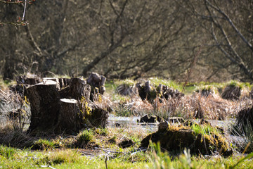 Tree stumps cut down in meadow marsh land with grass