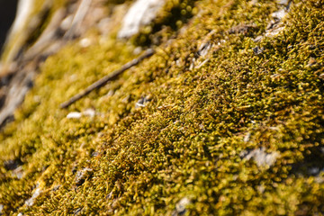 Moss close up on dead tree trunk branch