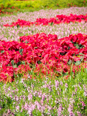 Red flowers in the garden