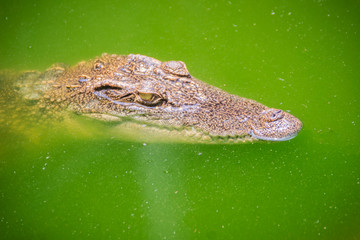 Crocodiles have acute senses that them eyes, ears and nostrils are located on top of the head,...