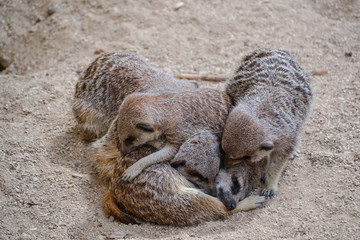 Meerkat group school huddling together