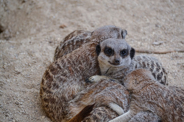 Meerkat group school huddling together