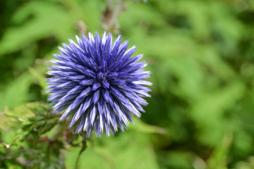 Thistle flower close up in garden