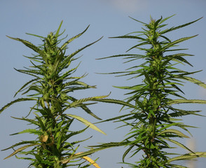 Marijuana inflorescences in flowering phase close up 