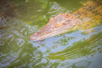 Crocodiles have acute senses that them eyes, ears and nostrils are located on top of the head, allowing the crocodile to lie low in the water, almost totally submerged and hidden from prey.