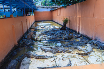 Group of many crocodiles are basking in the concrete pond. Crocodile farming for breeding and...