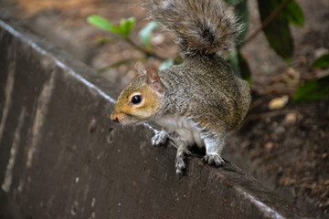 Squirrel on bench in park