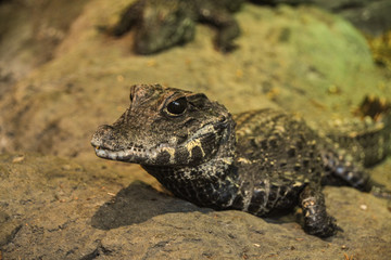 Small Crocodile sitting waiting for dinner
