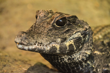 Small Crocodile sitting waiting for dinner