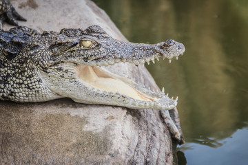 An angry crocodile is open jaws and ready to strike. A young crocodile is open mouth while resting at the farm. Commercial crocodile farming business is very profitable, but requires for 3 to 4 years.