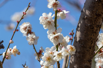White Plum of plum garden at AobanoMori Park, Chiba prefecture, Chiba city, Japan