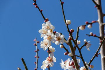 White Plum of plum garden at AobanoMori Park, Chiba prefecture, Chiba city, Japan