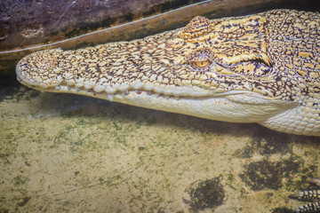 Albino crocodile is conceal low in the water. Alive golden crocodile in Thailand crocodile farm.