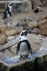 Fototapeta premium African penguin