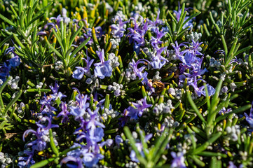 Rosemary in bloom